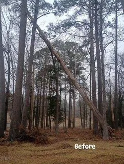Hazardous leaning pine tree showing signs of decline before removal in Arkadelphia, AR