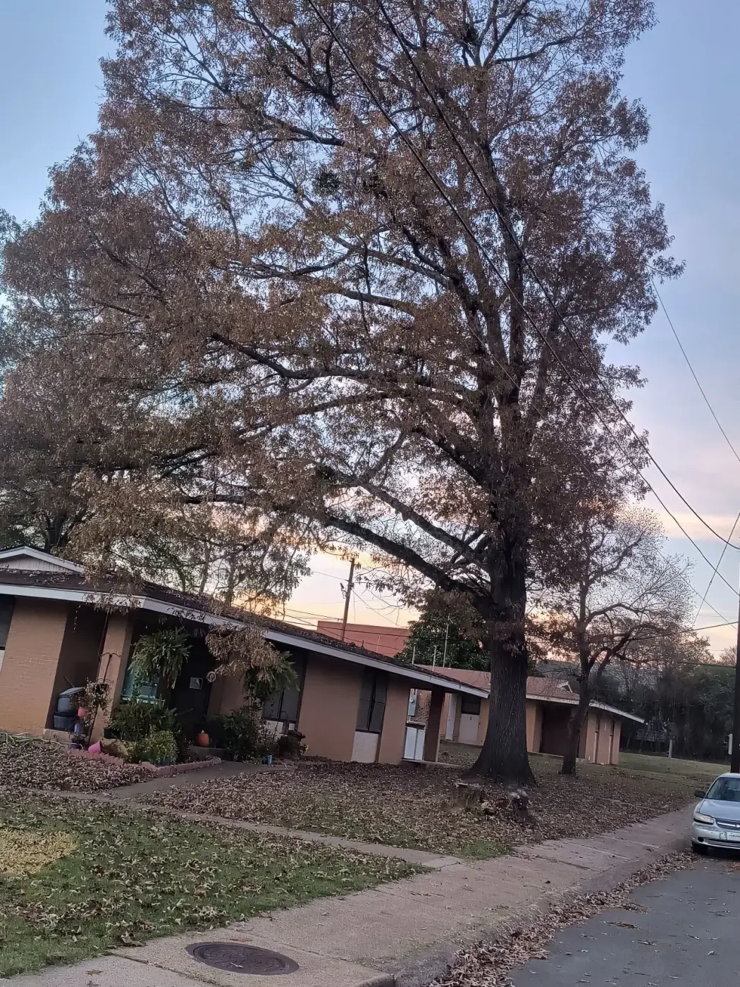 Large oak overhanging a residential home at sunset in Arkadelphia, AR