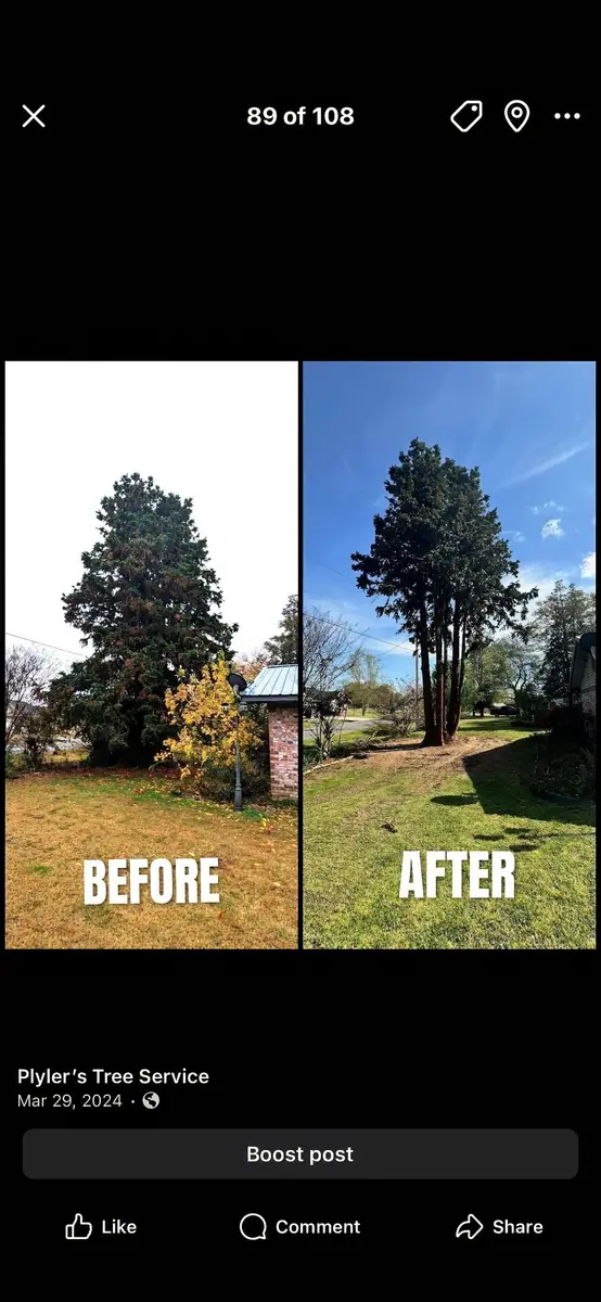 Before and after view of a mature tree trimmed by Plyler's Tree Service