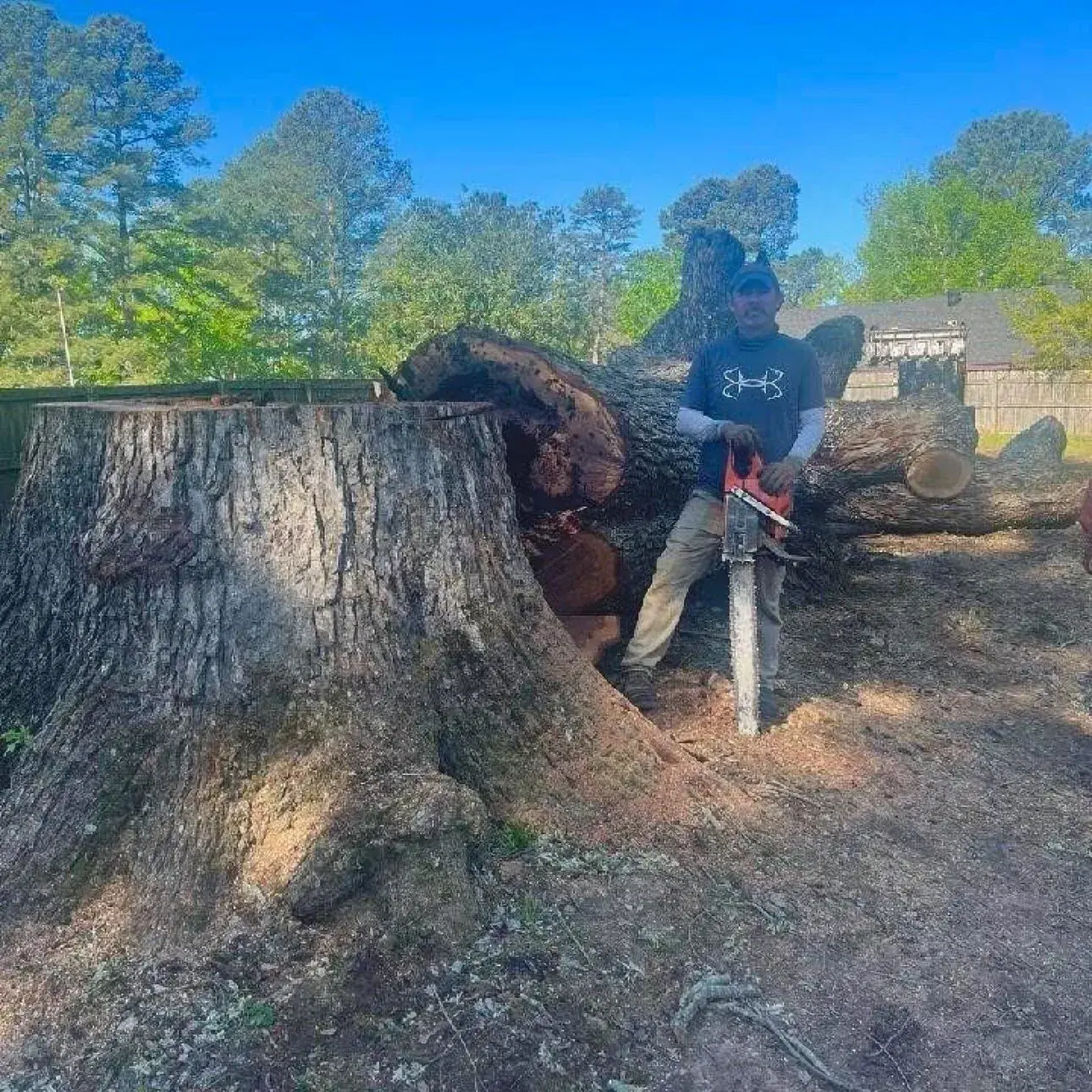 Professional felling a large tree with a chainsaw near Gurdon, AR
