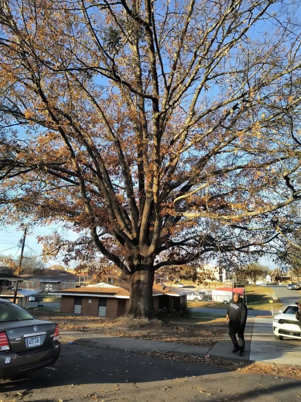 Large mature oak assessed for commercial property tree work near Caddo Valley, AR